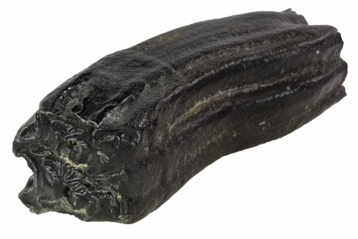 Pleistocene Aged Fossil Horse Tooth - Florida #87276